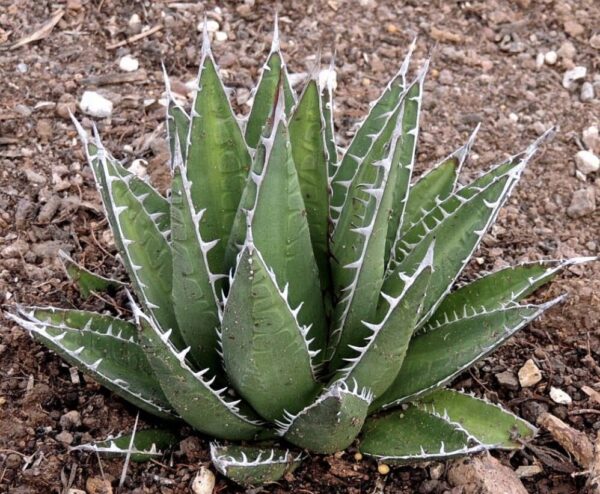 アガベ】ホリダ 楊炎 超ボールタイプ 大株 据える 