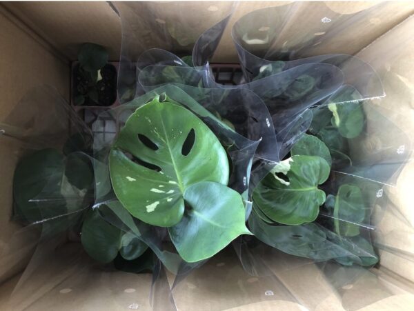 モンステラの斑入りがなぜ高い？種類や育て方もあわせて紹介！ – 