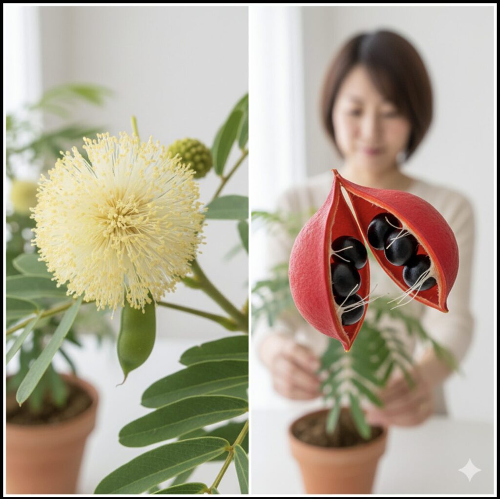 そもそもエバーフレッシュの花から実になるの？