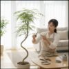 かっこいい観葉植物のエバーフレッシュを手入れしようと試みる日本人女性