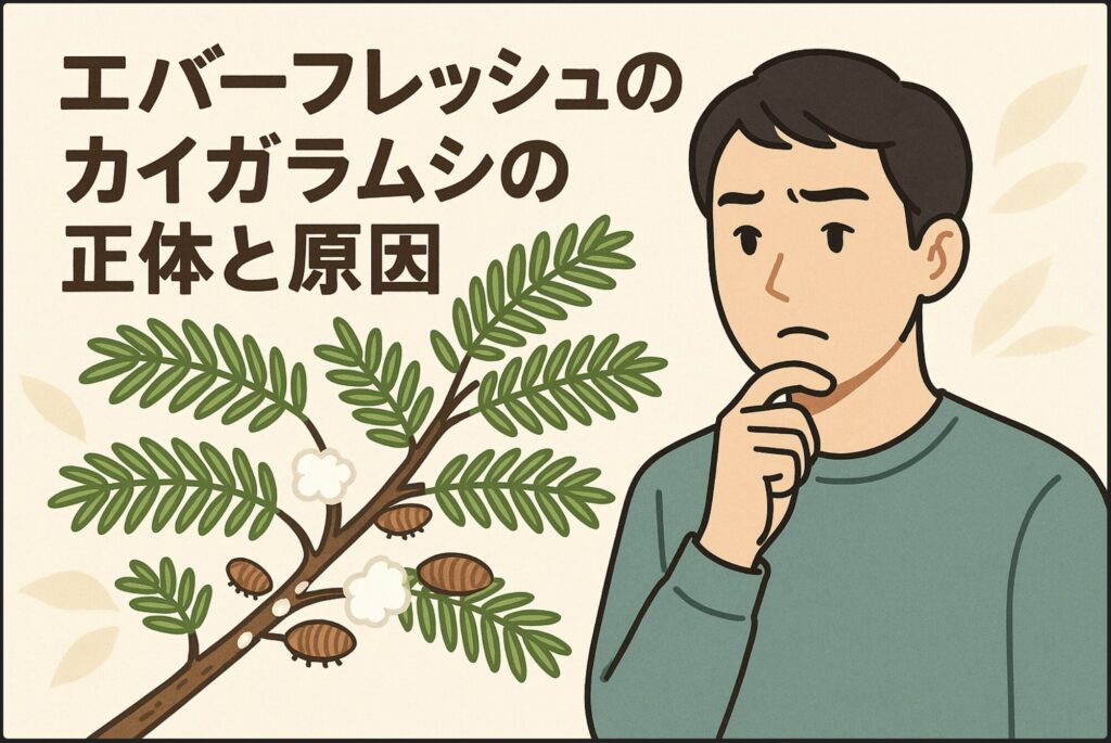 エバーフレッシュのカイガラムシの正体と原因