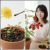 エバーフレッシュの成長サイクルを示す2分割の画像。左側には黄色い花と種子、土から芽生えたばかりの若葉が並び、右側には赤く裂けた莢から黒い種子が覗くエバーフレッシュと、それを見守る日本人の女性が写っている。