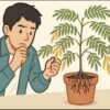 エバーフレッシュの根腐れ｜原因と復活させる方法を徹底解説