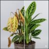 植え替えに失敗して萎れたエバーフレッシュと、見事に復活して青々と茂るエバーフレッシュを対比させた画像。