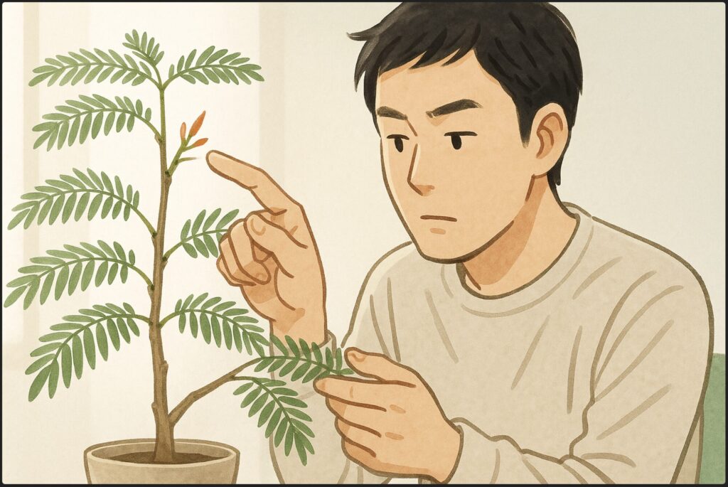 エバーフレッシュの新芽が育たない時の復活法