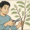エバーフレッシュを枝分かれさせる剪定のコツ！ひょろひょろ解消法