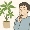 パキラが根詰まり？症状の見分け方と植え替え方法を徹底的に解説