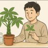 パキラの挿し木と編み込み方は？自作のコツと管理方法を解説
