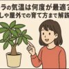 パキラの気温は何度が最適？冬越しや屋外での育て方まで解説！