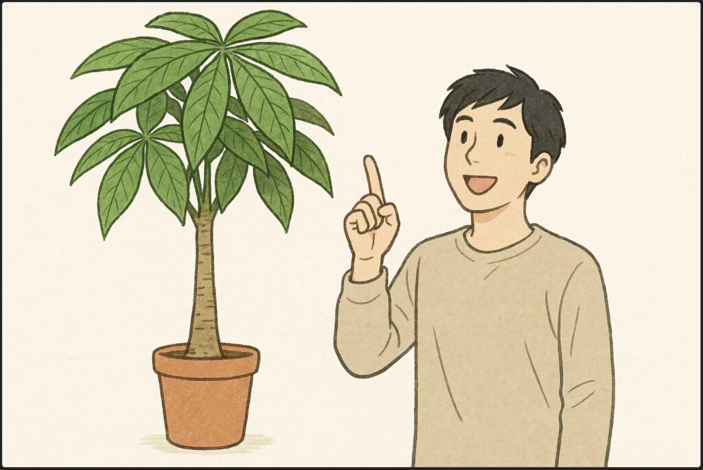 パキラはどこまで大きくなりますか？