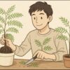 観葉植物エバーフレッシュの増やし方！挿し木や株分けのコツとは？