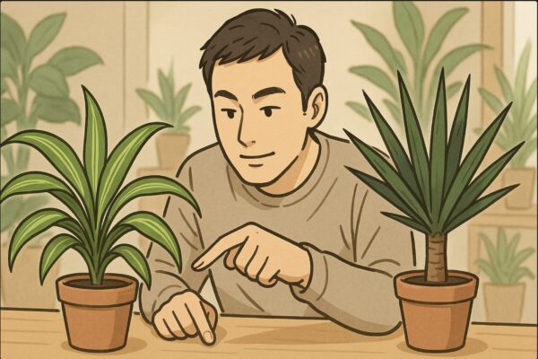 日本人男性がテーブルの上に並べたドラセナとユッカを指で示しながら、それぞれの葉の形を比べている。背景には観葉植物のある室内。ドラセナの柔らかい葉に注目する構図。