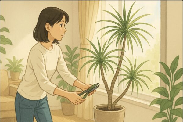 日本人女性が室内のドラセナ・コンシンネを窓際へ移動させながら、光の入り方を確認している。葉がやや間延びした姿が分かる構図。柔らかい自然光、観葉植物に囲まれた明るい部屋。