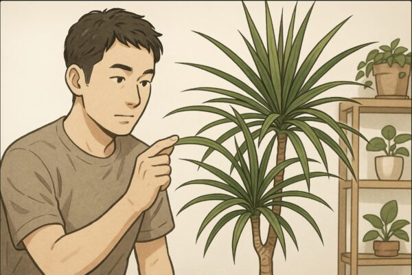 日本人男性がドラセナ・コンシンネの葉を指で軽く持ち上げ、枝の伸び方やバランスを観察している。背景はシンプルな白壁と木製の棚、観葉植物が数点並ぶ室内。健康な葉と剪定前の姿がわかる構図。