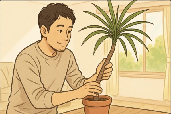 日本人男性が明るい室内で、鉢植えのドラセナ・コンシンネを前に、幹をゆっくりと手で支えながら観察している。背景には自然光の入るリビング。穏やかな表情で植物を大切に扱う様子。