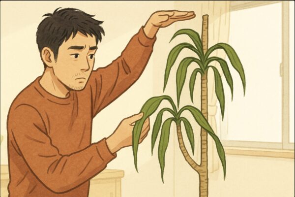 室内で、日本人男性が伸びすぎたドラセナを前に、片手で幹の高さを測るように確認しながら、もう片手で葉の垂れ具合を観察している。背景は明るい室内。植物のバランスの悪さに気づいた瞬間の表情。