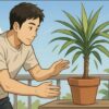 日本人男性がベランダで鉢植えのドラセナを前に、日光や風を確認しながら置き場所を調整している。背景に晴れた青空と少しの雲、植物の葉が風に揺れている。
