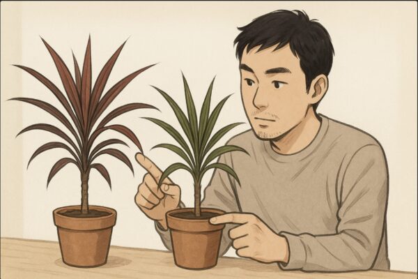 日本人男性が2種類の赤いドラセナ（葉色や形が微妙に異なる）を並べ、片方の葉を指で示して違いを比較しているシーン。「比較」のアクションを分かりやすく描写。背景はシンプルな室内。