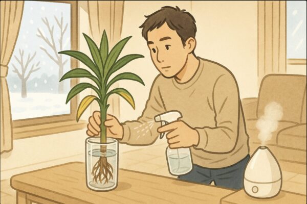 日本人男性が暖房の効いた室内で、窓際のドラセナを部屋の中央に移動させている。窓の外には冬の景色、室内には加湿器が稼働しており、ドラセナの葉に霧吹きで水をかけている様子。